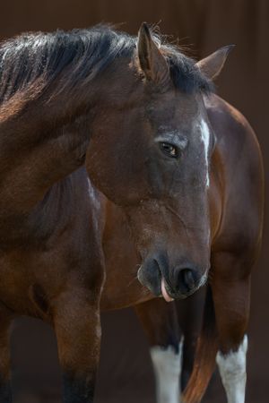 Portrait of a bay horse with white socks showing thoughtful expression in warm lighting. Sonya Helm Equine Photography, Bristol, TN