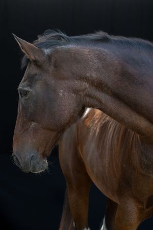Dramatic side profile of dark bay horse head and neck against black background. Sonya Helm Equine Photography, Bristol, TN
