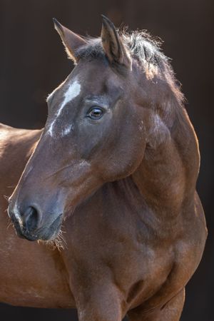 Close-up portrait of bay horse with bright eye and refined features in dramatic lighting. Sonya Helm Equine Photography, Bristol, TN