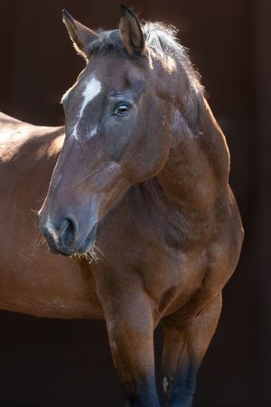 Artistic portrait of bay horse head showing muscular neck and alert expression. Sonya Helm Equine Photography, Bristol, TN