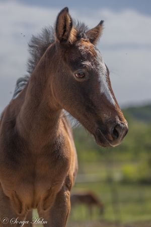 Portrait of a young bay foal with alert expression in outdoor setting.