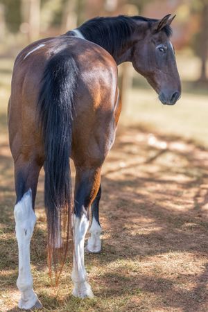 Bay horse with black mane and white socks standing in natural outdoor setting. Sonya Helm Equine Photography, Bristol, TN