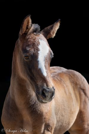 Close-up portrait of a young foal with distinctive white facial markings.