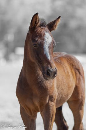 Chestnut foal portrait with white facial marking against soft bokeh background.