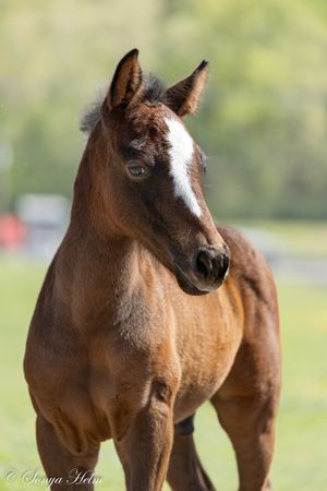 Young chestnut foal standing alert in an outdoor paddock with blurred background.