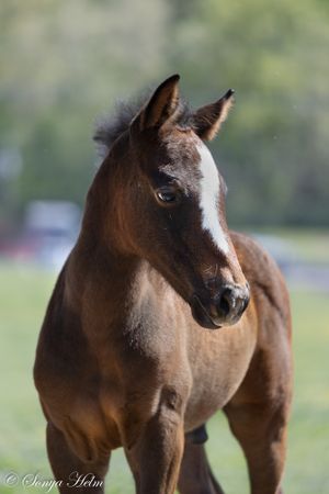 Portrait of an attentive chestnut foal with alert ears and gentle expression.