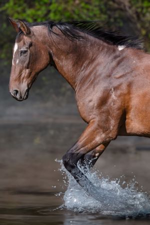 Bay horse splashing through water with graceful movement and flying mane. Sonya Helm Equine Photography, Bristol, TN