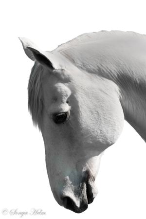 High-key black and white portrait of a white horse's head against light background.