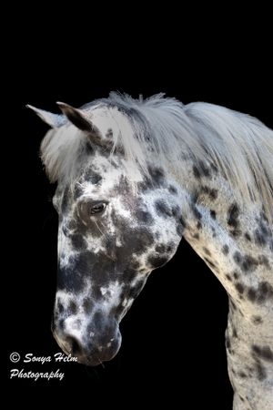 Close-up portrait of an appaloosa horse with distinctive spotted gray and white coat against black background.