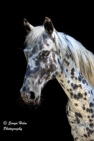 A dappled white and gray spotted Appaloosa horse portrait against a black background with striking light and shadows.