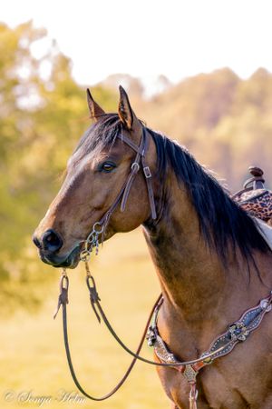 Elegant bay horse wearing decorative Western show bridle and reins in golden sunlight.