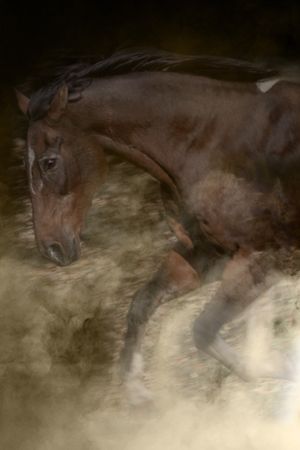 Dark brown horse emerging through atmospheric mist in moody lighting. Sonya Helm Equine Photography, Bristol, TN
