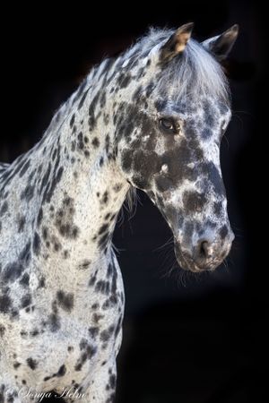 Stunning spotted Appaloosa horse with dappled grey coat and flowing mane against black background.