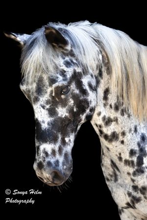 Side profile of an appaloosa horse with distinctive spotted gray and white coat pattern.