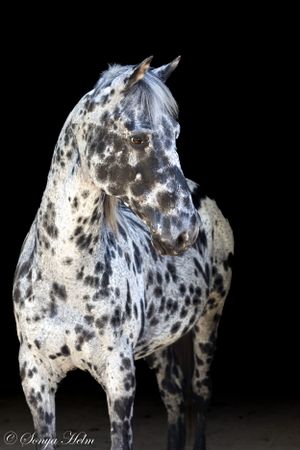 Dramatic view of spotted Appaloosa horse's muscular body and unique coat pattern.
