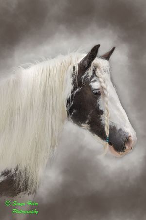 A paint horse in artistic profile view with black and white markings against a smoky gray background.