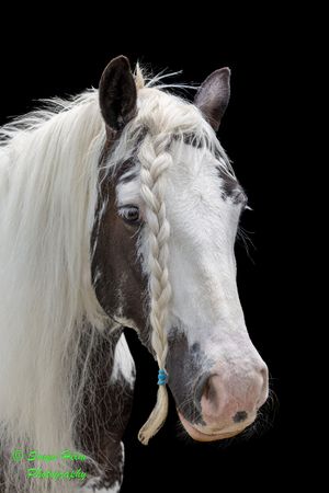 Close-up series of a striking black and white paint horse showing its profile against a dark background.