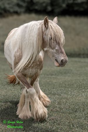 A white horse's flowing tail and hindquarters are shown in a sequence of graceful movements across a grassy field.