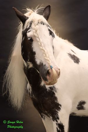 Stunning portrait of a black and white pinto horse with flowing mane against dark background.