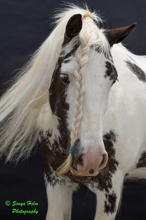 A close-up sequence showing different angles of a brown and white horse with braided mane against a dark background.