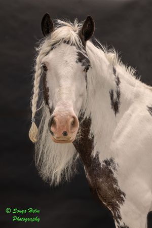 A majestic white and brown paint horse with a flowing mane poses against a dark background in a portrait style photograph.