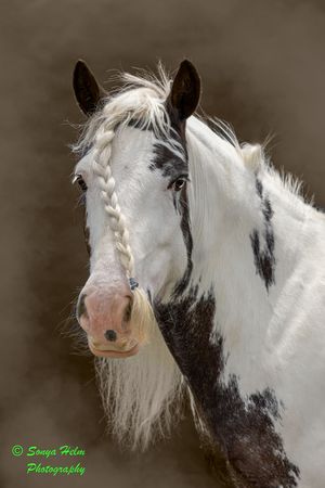 Side profile portraits of a beautiful black and white pinto horse with striking blue eyes and flowing white mane.