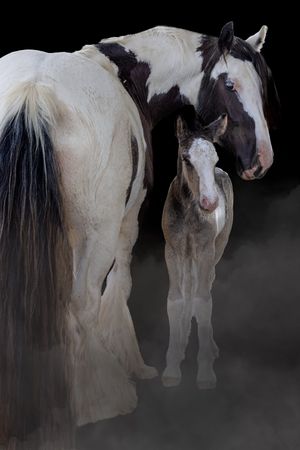 A series of dreamy black and white photographs showing horses standing in mysterious fog or mist.