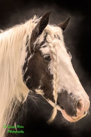 Series of artistic close-up portraits showing the white and black markings on a horse's face against a dark background.