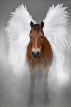 A brown horse is shown with large white ethereal angel wings against a misty gray background in artistic composite photography.