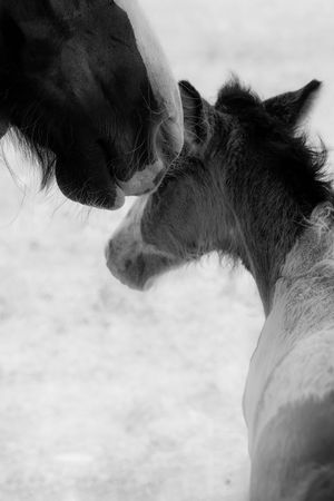 Black and white artistic portrait series of a curious horse's face with dramatic lighting and textures.