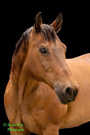Progressive views of a bay horse's profile showing elegant facial features against black background.