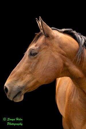 Multiple angles of a chestnut horse's head captured in a dramatic black studio setting.