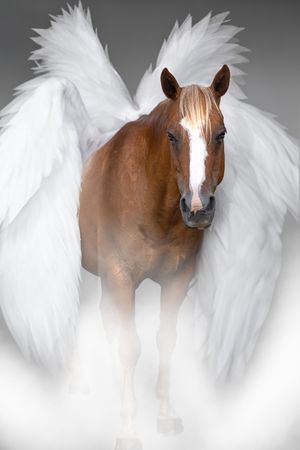 A beautiful chestnut horse with white facial marking emerges from ethereal white angel wings in a dreamy portrait.