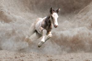 Horse kicking up dust and debris as it thrashes and bucks in a rodeo arena during competition.