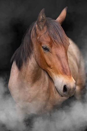 A brown horse's head surrounded by misty fog in a dramatic side profile portrait.