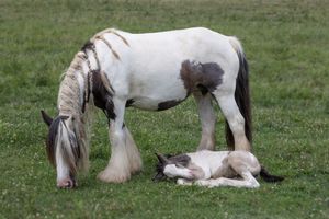 Gypsy cob horses graze in a peaceful green pasture while enjoying the tranquil countryside setting.