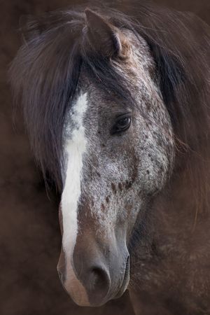 Close-up portraits of a brown horse with a white blaze marking on the face from different angles.