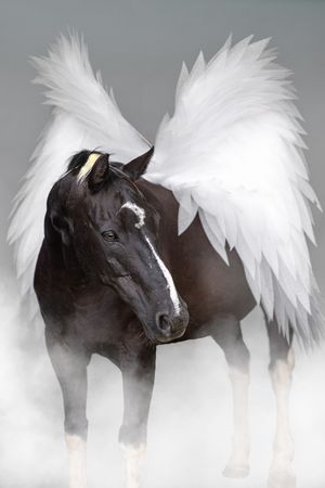 A black horse with white stockings is photographed against a white background with an ethereal dream-like effect.