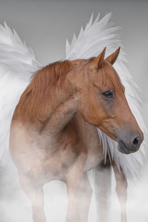 A chestnut horse's profile shown in five sequential views with an ethereal white background creating a dreamy motion effect.