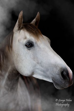A dramatic panoramic sequence of a white horse's profile showing its elegant head against a dark background.