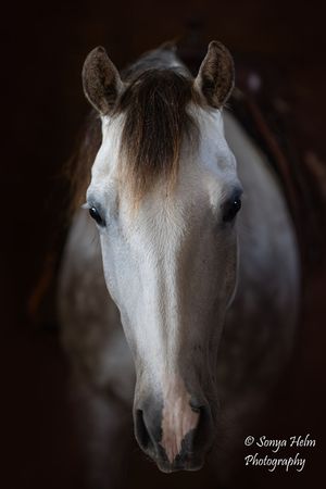 A close-up portrait of a white horse with brown mane looking directly at camera against dark background.