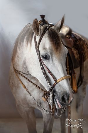 Sequential close-up photos show the profile of an elegant white Arabian horse wearing decorative brown leather bridle.