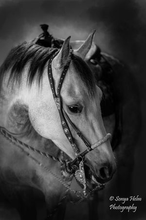 Black and white series of artistic horse portraits showing close-up views of their heads with bridle and tack details.
