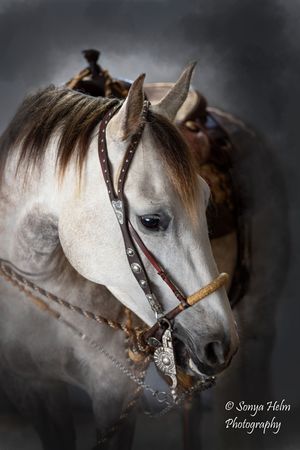 A close-up profile of a white horse wearing decorative leather bridle and reins against a dark dramatic background.