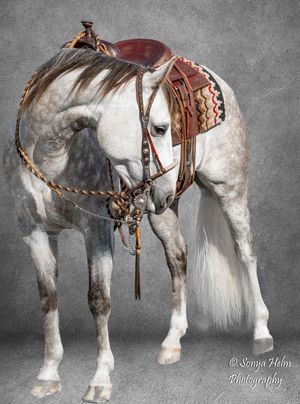 Series of gray draft horses wearing western leather saddles shown from different side angles against a textured background.