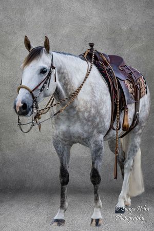 A dappled gray horse wearing western saddle and tack shown from four different profile angles against a textured gray background.