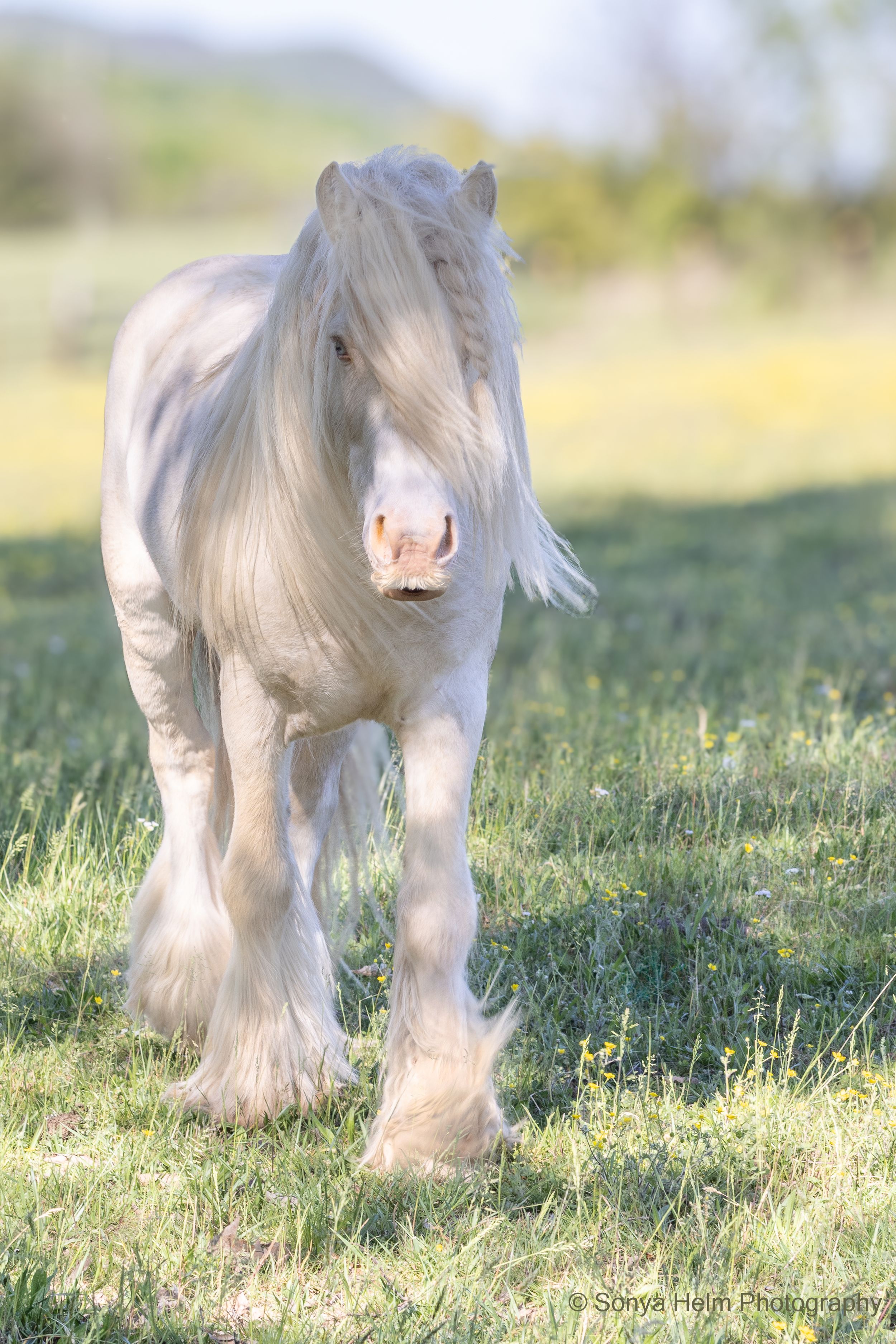 Beautiful white Gypsy Vanner horse with long mane walking in sunny green meadow.