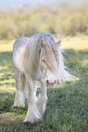 A white Gypsy Vanner horse with long flowing mane walks through a green grassy field in soft natural light.