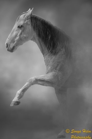 Black and white artistic photo of a white horse in motion with minimalist composition.