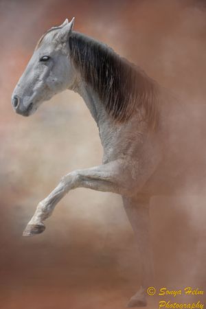 Ethereal portrait of a white horse in motion against a soft brown background.